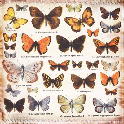 12X12 Die-cut Elements Sheet, Butterfly Effect - Butterflies