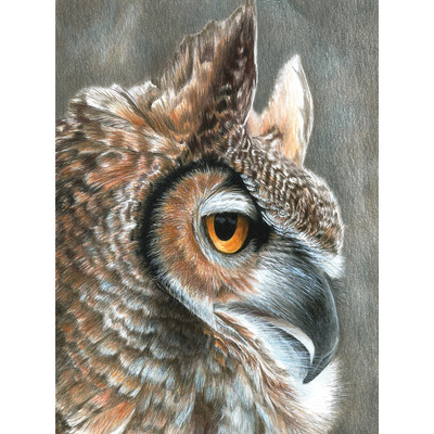 Colour Pencil By Numbers, Sepia Owl
