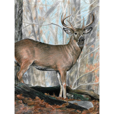 Colour Pencil By Numbers, Whitetail Buck